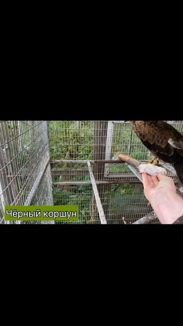 птицы хищные