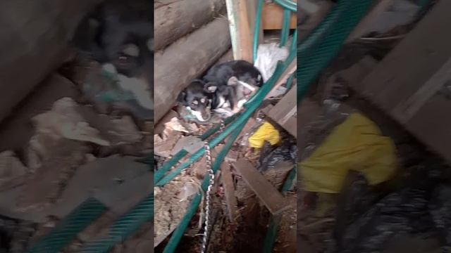 Лада родила! Давайте поздравим ее!