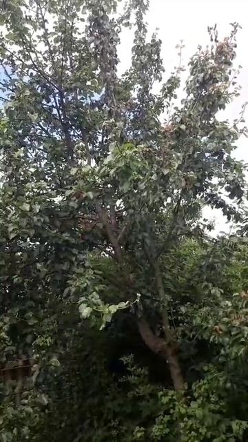 Кошка Муся охота на воробьев