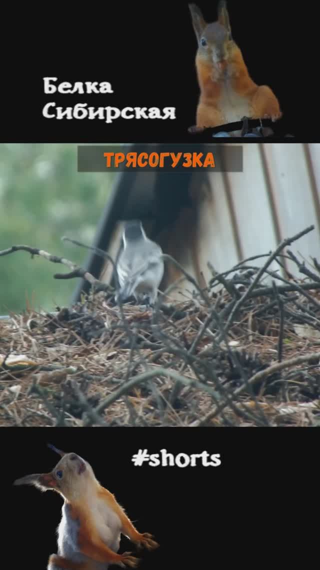 Трясогузка ходит по крыше