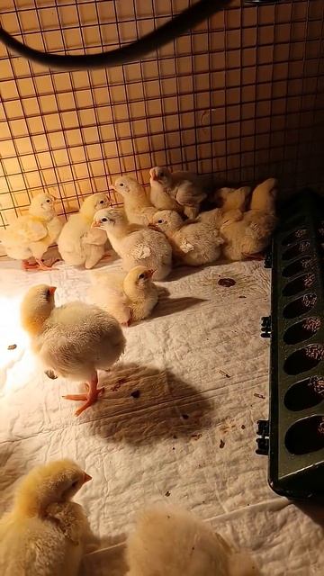 Пёрышки у цыплят стали появляться)