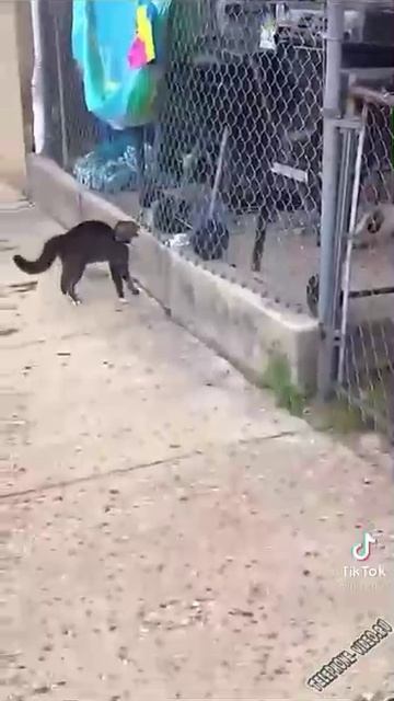 Довели кота....