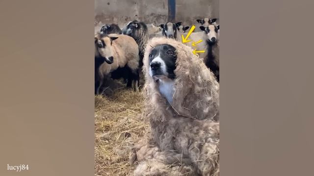 Бордер-колли - ЕДИНСТВЕННЫЙ и Неповторимый ИДЕАЛЬНЫЙ Выбор Для Семьи