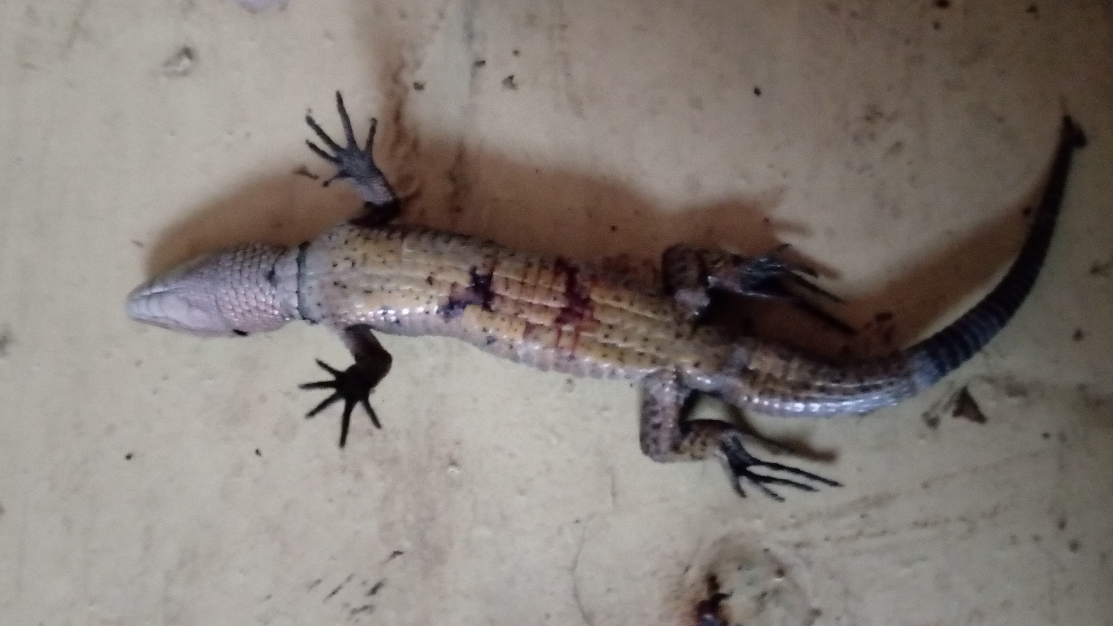 killer