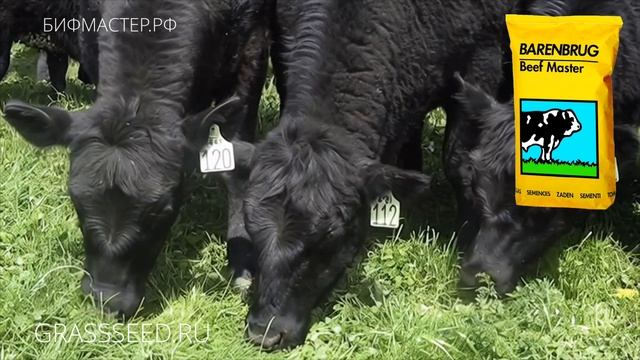 Beefmaster травосмесь Бифмастер семена Баренбруг