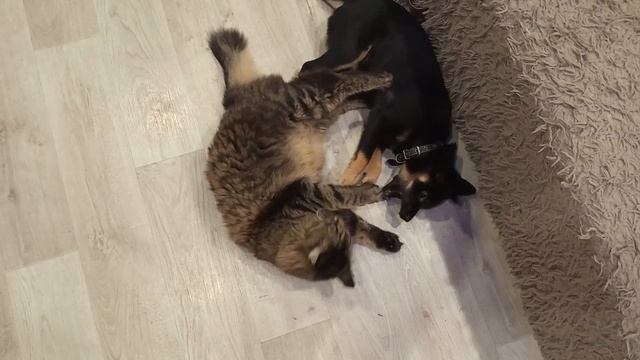 Альфа и Тима играют