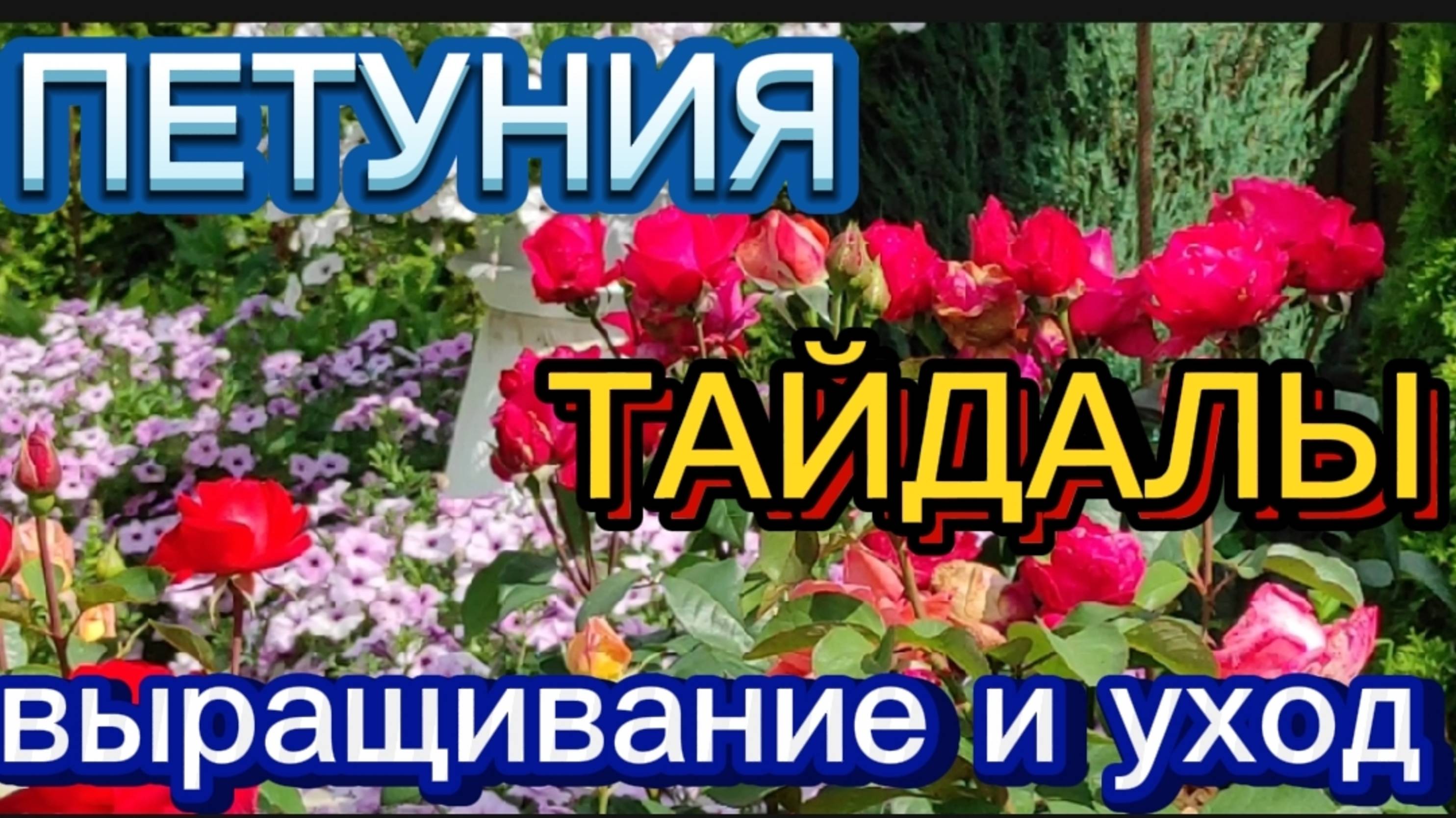 ПЕТУНИЯ. ТАЙДАЛЫ. Торнадо и Тайфун Сильвер.