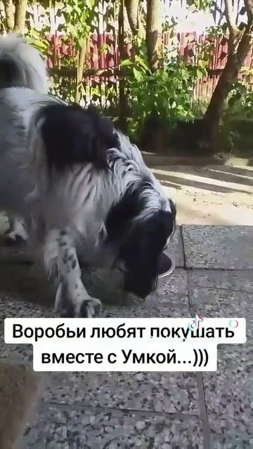 Веселый обед...)))