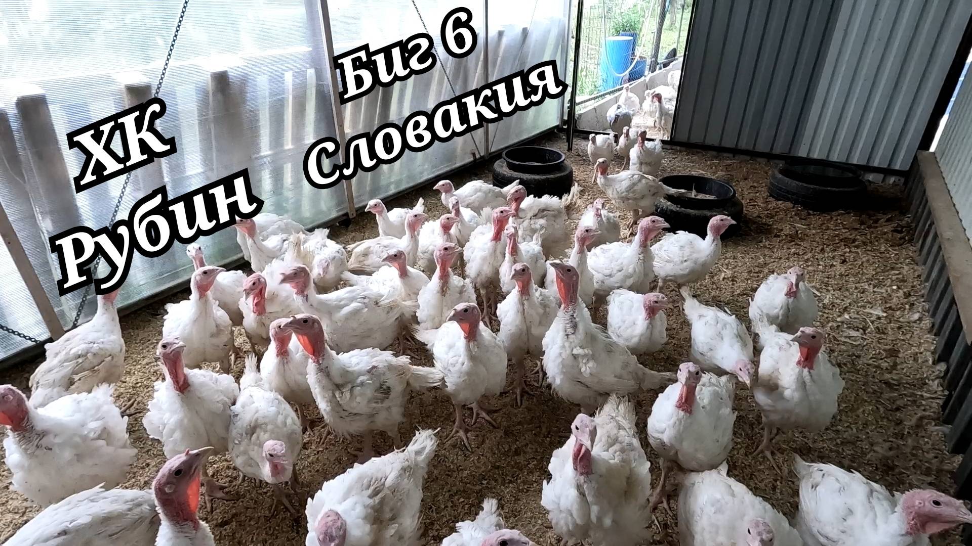 Обзор хозяйства и индюков. Обновление загона для птицы. Сломалась машина