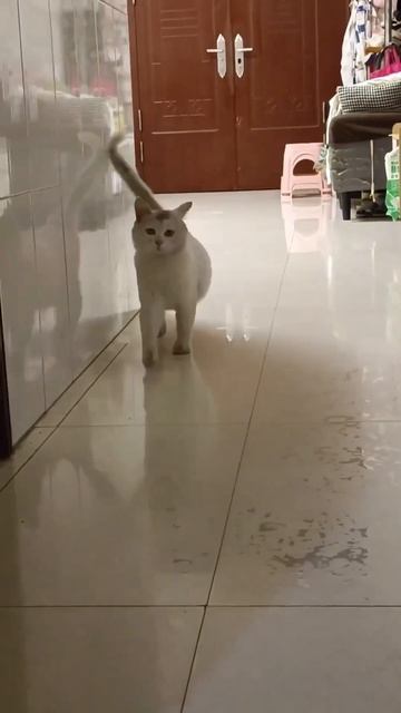 кот всему голова :) #мемесы #мемес #мем #cats #котики #музыка #инвестиции