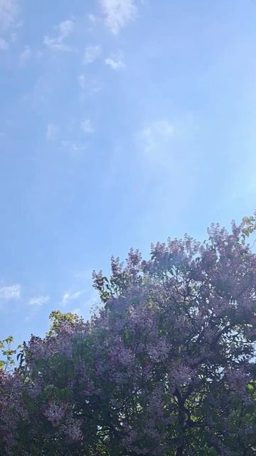Сирень. 03.05.25. Москва. (2)