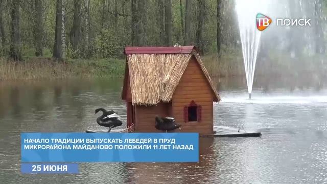 В Майдановский пруд выпустили черных лебедей