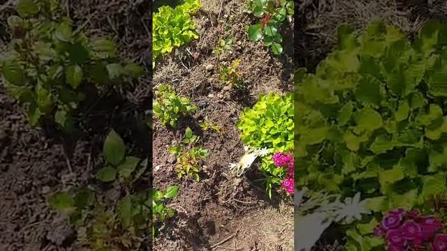 обзор на цветочную клумбу🌺