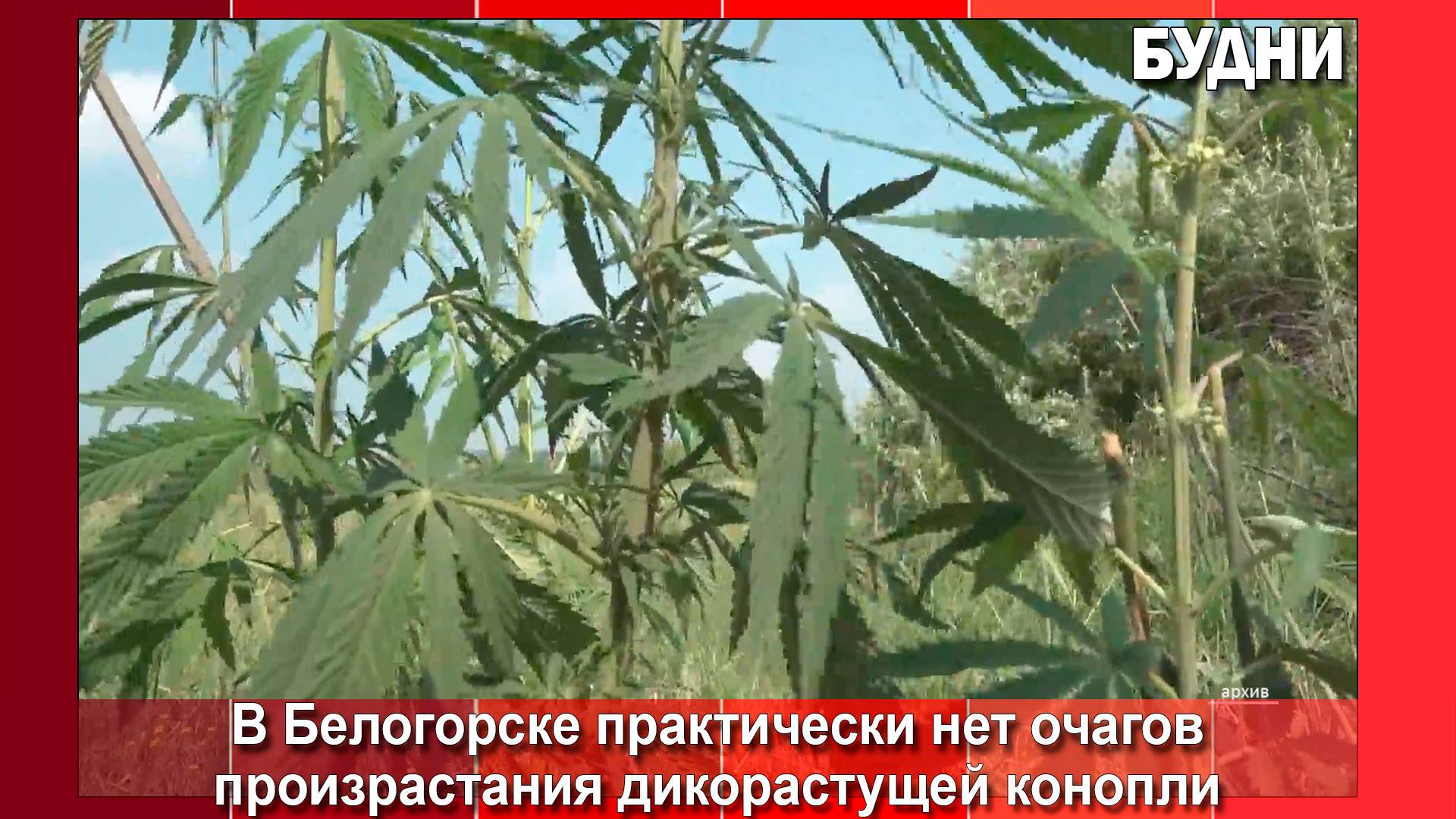 Белогорск готовится к проведению операции «Мак»