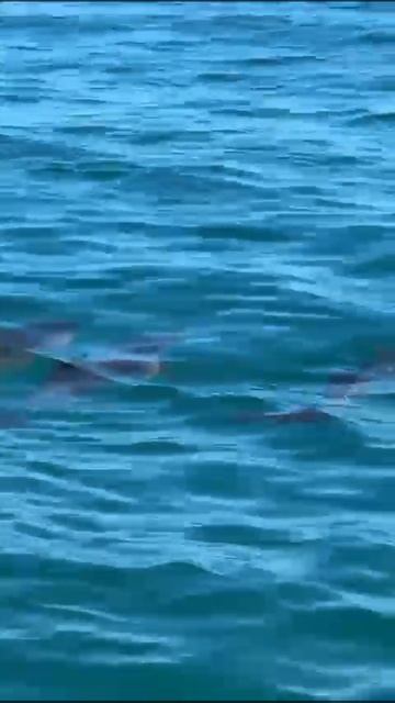 VID_20250625_050925_011.mp4