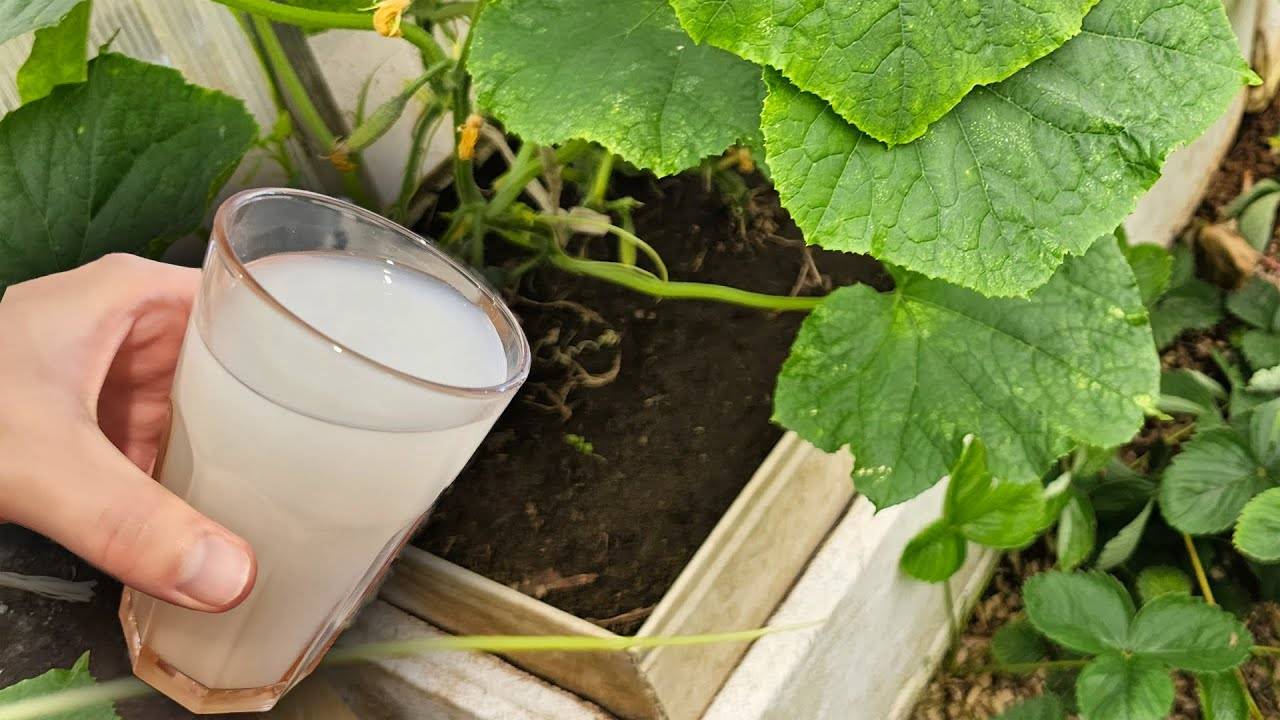 1 СТАКАН под огурцы и нарастает ТОННА! Даже хилые и пожелтевшие обильно заплодоносят!