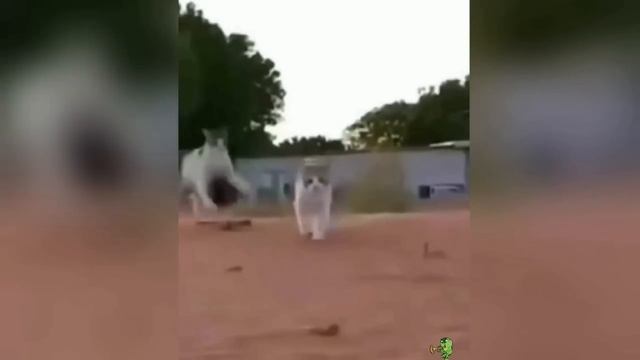 😼🐶 Эти смешные коты и собаки 🤣 Полный улет