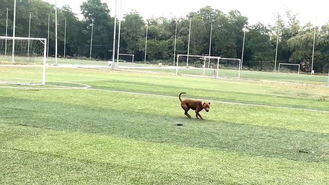 Халк на детской площадке