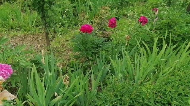 Пионы радуют, работаю в теплице😉🌸