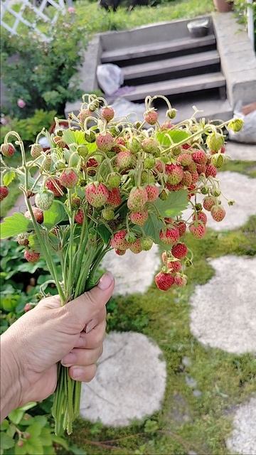 клубничный букет