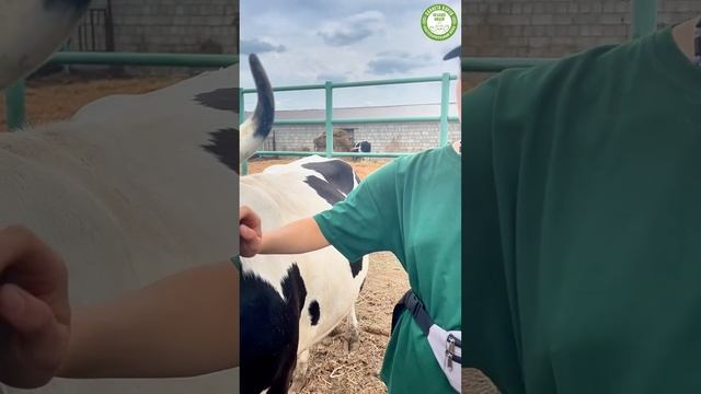 🌿🐄 Планета коров — место, где можно найти настоящий баланс и гармонию. 🐄🌿