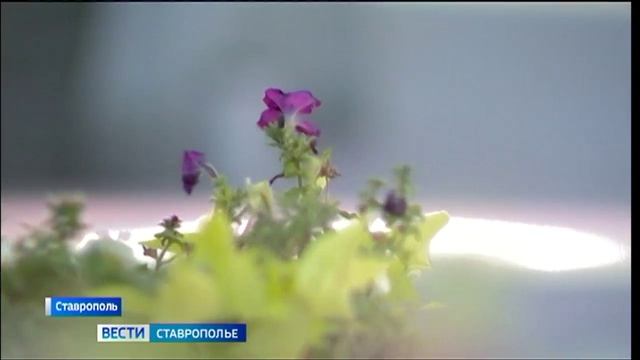 На Ставрополье наконец-то приходит лето