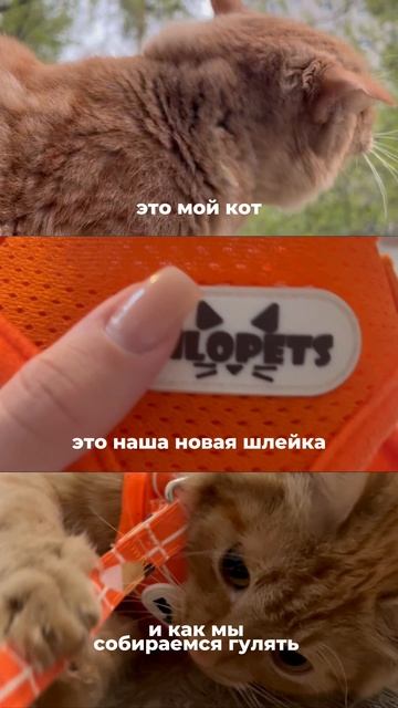 Как легко приучить кота к шлейке?