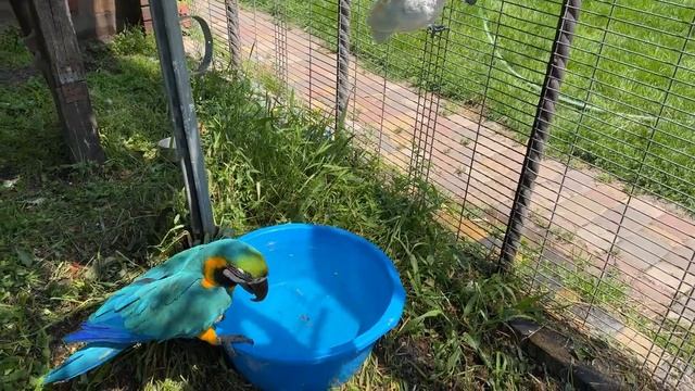 Еноту Марселю постирать ничего не дали.