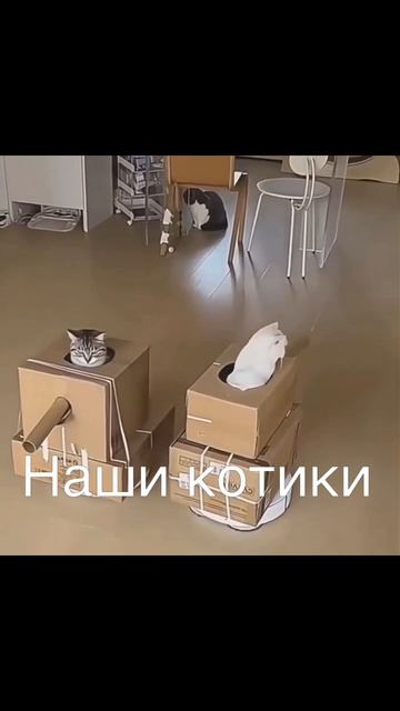 Наши котики!