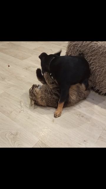 Альфа и Тима играют