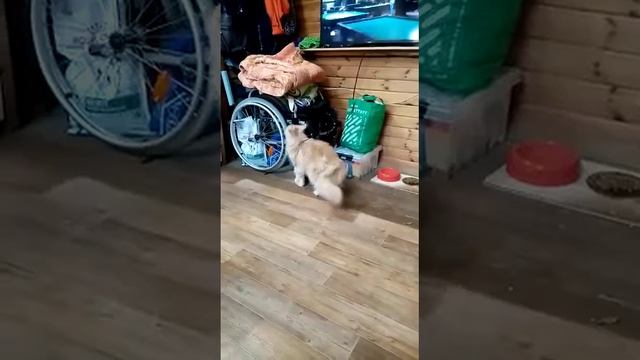 Розочка пришла в гости