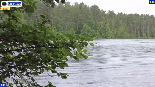 Заплыв в открытой воде 24 июня 2025 года #юныйпрадедбодрыйдед