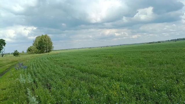 Наш неплохой "плохой" лён