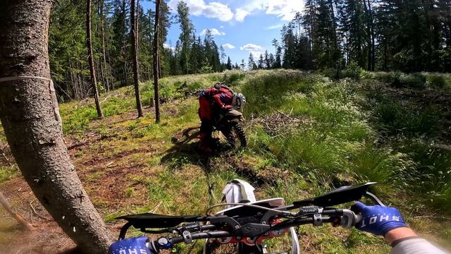 Эвакуация СурикаТа! Потерял в лесу искру.