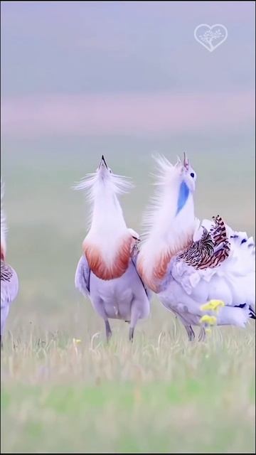 Дрофа