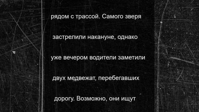 Новых медведей заметили в месте, где их собрат-людоед убил двоих людей