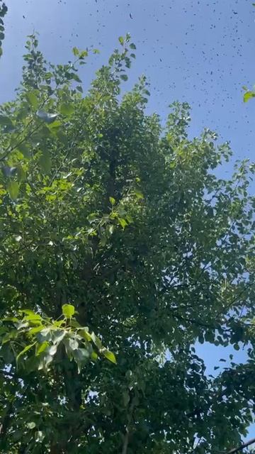 Пчёлы с пасеки Ивана Петровича