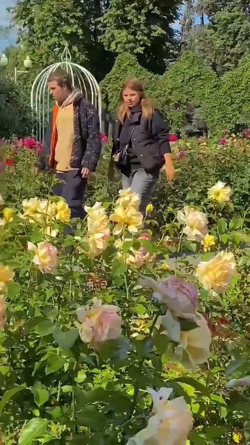 😍Прекрасный розарий Парка Горького😍