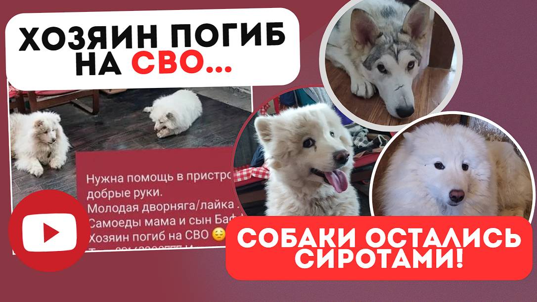 Хозяин погиб на СВО, собаки осиротели...