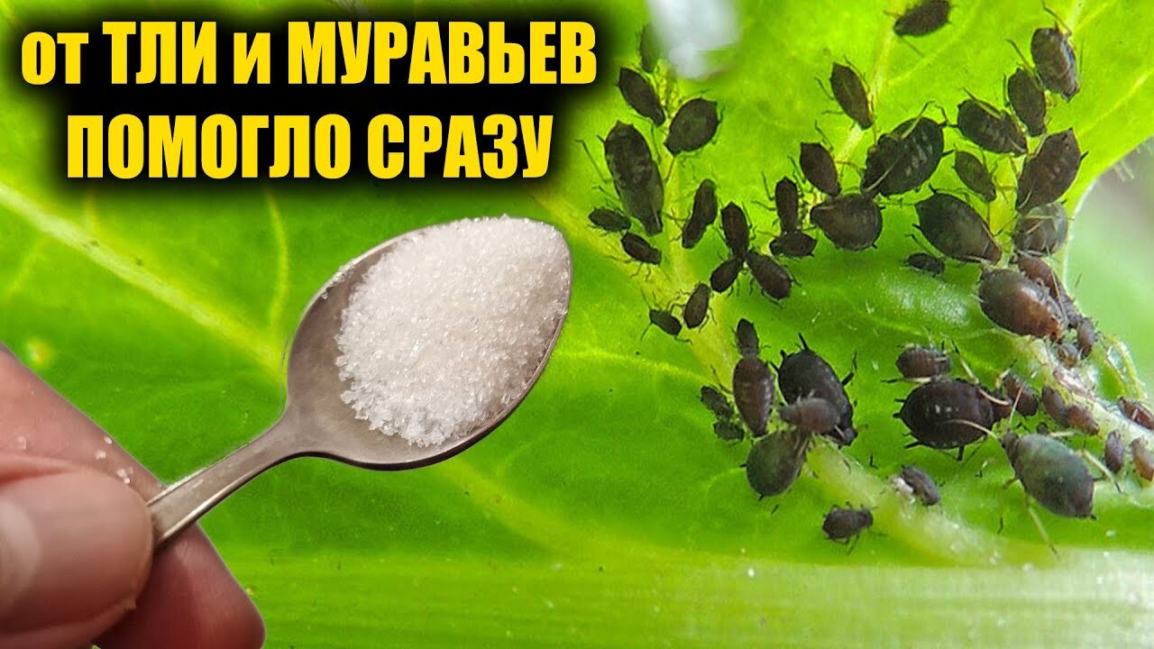 За одно применение смогла избавиться от тли и муравьев навсегда! Я в полном восторге, этот метод ...