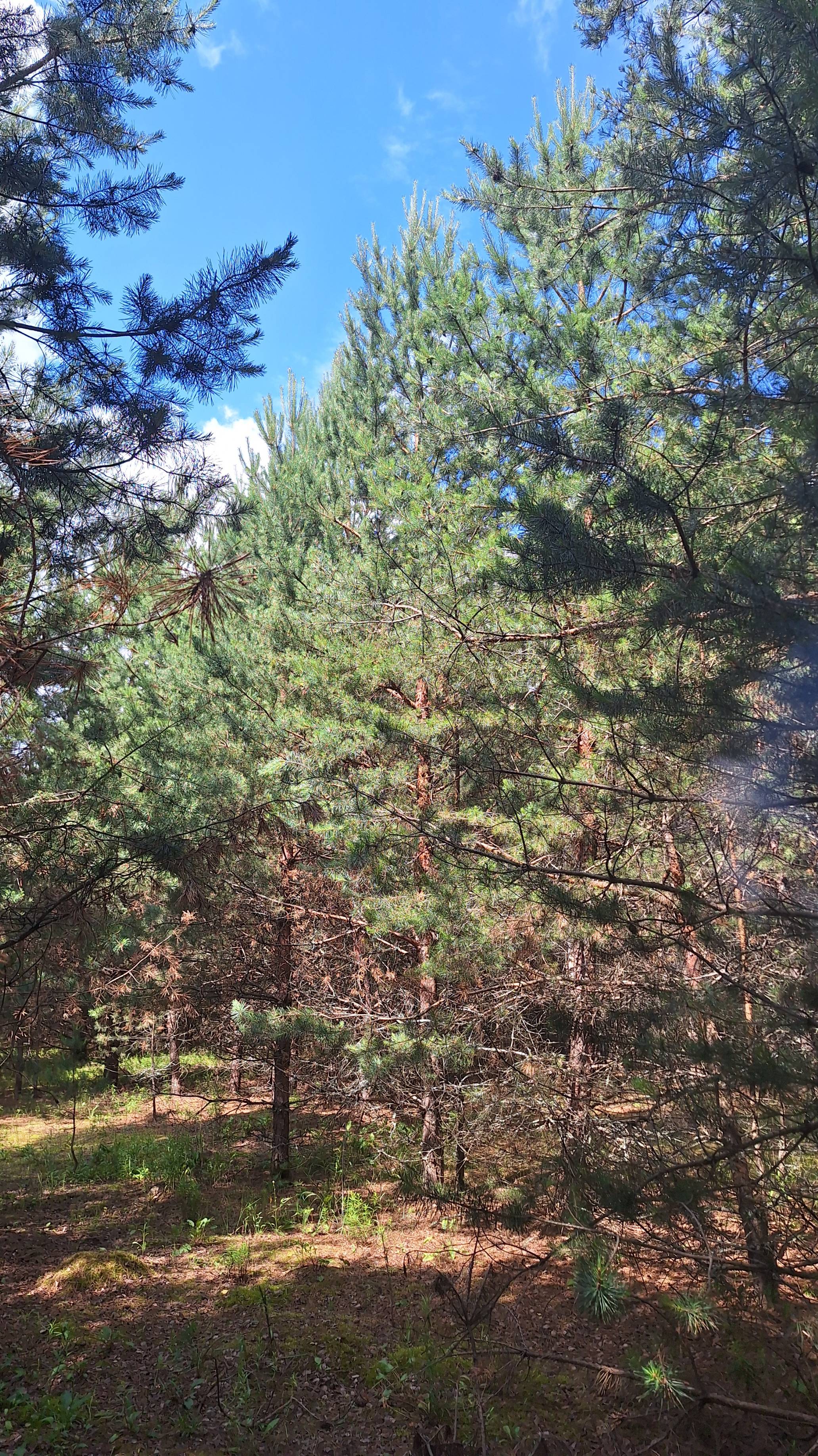 Сходили за грибами. Подышали лесным воздухом.