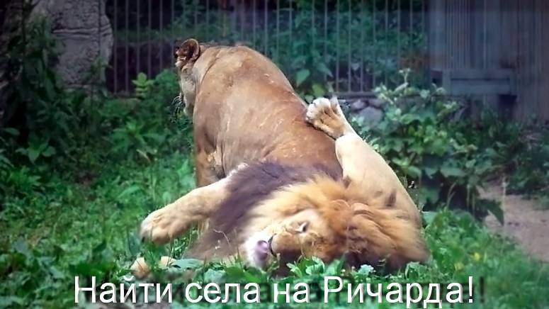 Найти села на льва Ричарда, чтобы показать, кто в семье хозяин.