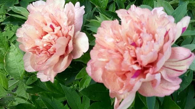 20250625_070805.mp4
