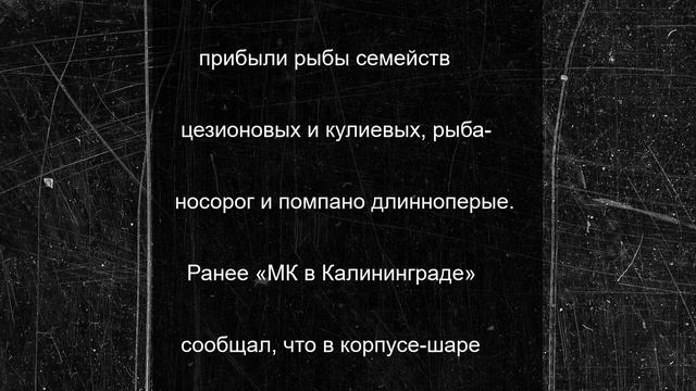 Для корпуса-шара «Планета океан» в Калининграде привезли скатов