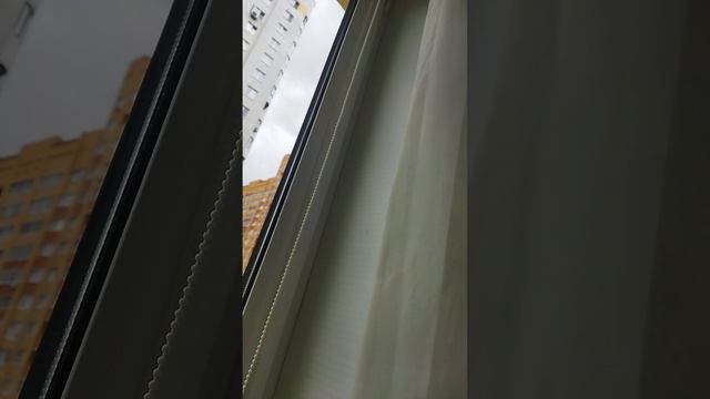 КОРОТКАЯ ЗАМЕТКА О МОËМ ДОМАШНЕМ ОГОРОДЕ.
