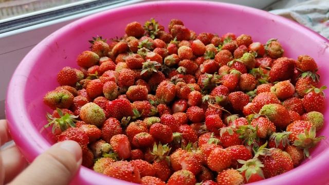 клубника и виктория, едим ягоды в деревне, деревенская жизнь