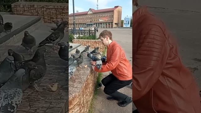 Голуби. Птицы. Животные. Позитив