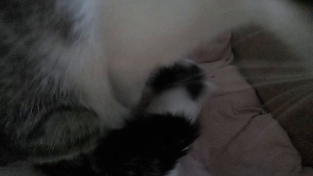 котята15дней