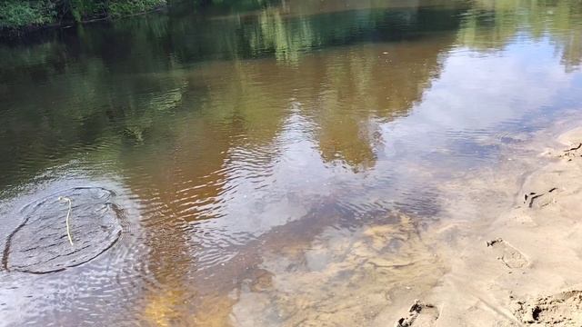 Рыбалка на КЕРЖЕНЦЕ, коптим рыбу, сбор жимолости.