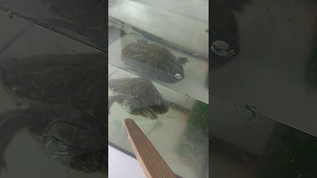 Утренний влог с черепахой